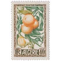 Algérie - Oranges et citrons 
