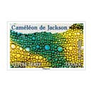 2024 Caméléon de Jackson