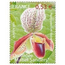 2005 Orchidée Mabel Sanders Paphiopedilum Mabel Sanders